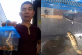 Ném rắn lên xe buýt vì bị từ chối mang theo