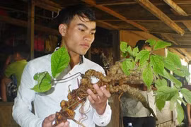 Phát hiện củ sâm Ngọc Linh tự nhiên siêu 'khủng', giá 210 triệu đồng