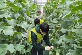 Hàn Quốc cho phép lao động Việt Nam hết hạn hợp đồng ở lại đến năm 2022