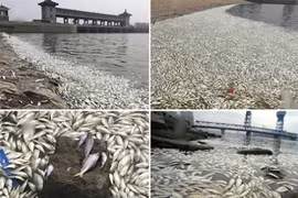 Trung Quốc: Cá chết trắng sông sau vụ nổ ở Thiên Tân