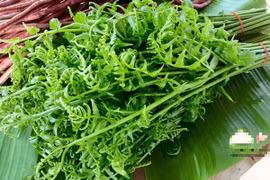[ẢNH] Vì sao giá 200.000 đồng/kg, rau ‘trường sinh’ vẫn được người Hà Nội săn lùng?