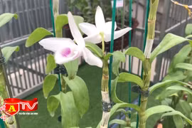 Tìm hiểu về thú chơi lan đột biến