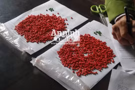 Mang 1.800 viên ma túy tổng hợp đi đổ buôn