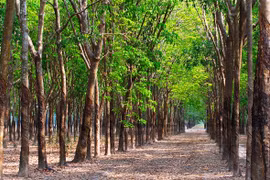 Điều tra vụ "giang hồ" thao túng phiên đấu giá lô cao su trị giá gần 50 tỷ đồng