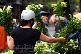 Cảm xúc hoa loa kèn trắng tháng Tư