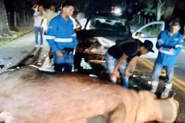 Hà mã của trùm ma túy khét tiếng Pablo Escobar bị ô tô tông chết