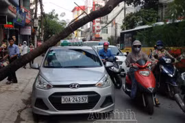 Cây đổ đè trúng taxi, lái xe chạy “mất dép"