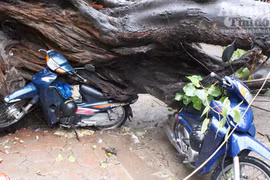 Mưa bão, Hà Nội đổ nhiều cây cổ thụ