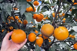 Ngỡ ngàng lạc vào vườn quýt “khủng”