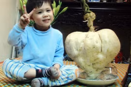 Chuyện lạ có thật: Củ đậu hình trái tim nặng gần 14kg ở Hà Nội