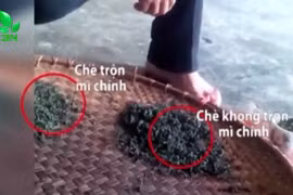 Rùng mình công nghệ trộn mì chính tạo độ ngọt cho chè búp Thái Nguyên