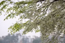 Chuyện phiếm với cây Sưa! 