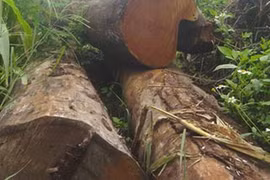 Bức bí... đầu ra