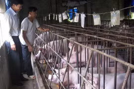 Hậu “cơn bão” chất tạo nạc