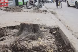 Gãy cành chặt cả cây
