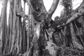 Huyền bí "cụ đa Rùa"
