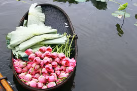 “Sen trong đời sống văn hóa Việt”