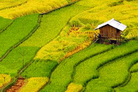 Mùa thu trên những "thửa ruộng trời" 