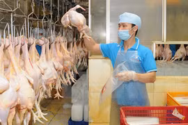 Sẽ xuất khẩu thịt gà sang Nhật Bản