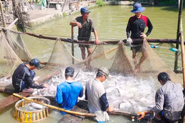 Cảnh báo hiện tượng Trung Quốc mua cá tra non
