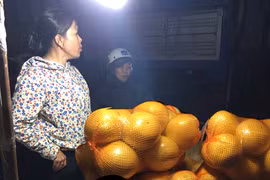 Bưởi lạ thâm nhập thị trường Hà Nội