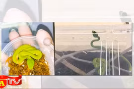 Rủi ro khi nuôi động vật nguy hiểm làm thú cưng