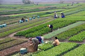 Chủ tịch xã được cấp phép xây dựng công trình trên đất nông nghiệp