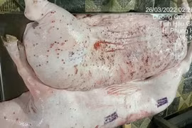 "Ông lớn" chăn nuôi C.P trấn an khách hàng trước thông tin tố trà trộn lợn bệnh bán ra thị trường