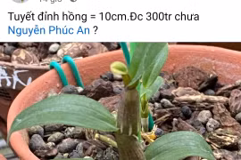 Thực hư lan đột biến “sốt” giá trở lại hay chỉ là chiêu trò “lùa gà”?