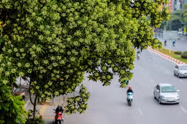 Quận Đống Đa muốn di dời hàng hoa sữa phố Nguyễn Chí Thanh do mùi hương quá nồng