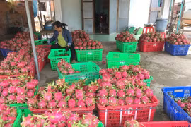 Bộ Nông nghiệp đặt mục tiêu ngành sẽ mang về 50 tỉ USD vào năm 2025
