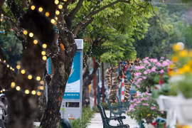 Đề xuất di dời 40 cây nhãn, trồng thay thế bằng cây Giáng hương khu vực phố đi bộ Trịnh Công Sơn