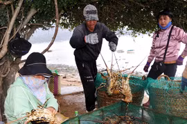 Chưa rõ nguyên do vì đâu khó xuất khẩu tôm hùm bông sống đi Trung Quốc