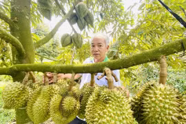 Tin vui: Sầu riêng Việt Nam đã được xuất sang thị trường Ấn Độ