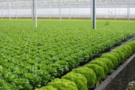 Truy xuất nguồn gốc rau củ qua tem nhãn: Quét mã cải thảo có khi lại ra cà tím