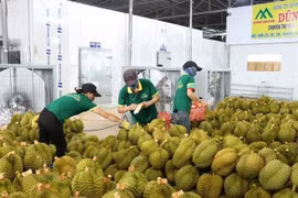 Mã vùng trồng, đóng gói và kiểm nghiệm sầu riêng xuất đi Trung Quốc được cấp thế nào?