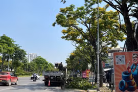Giáng hương đang mùa hoa nở rộ, sao lại cắt tỉa?