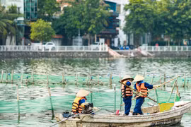 Cá chết nổi đầy Hồ Tây, công nhân thoát nước thu vớt mỗi ngày 50 kg