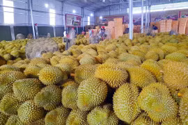 Cả nước có bao nhiêu cơ sở có thể kiểm nghiệm chất Vàng O với quả sầu riêng?