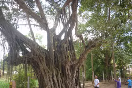 Kỳ lạ những “cụ cây thần” hàng trăm năm tuổi 