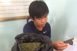 Hơn 2kg cỏ Mỹ vận chuyển "an toàn" qua đường bưu điện từ Hà Nội vào Đắk Lắk