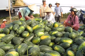 Hà Nội đẩy mạnh tiêu thụ dưa hấu và hành tím