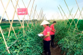 Rau sạch truy xuất tới tận ruộng