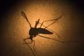 Phát hiện trường hợp nhiễm Zika đầu tiên tại Lào, Philippines