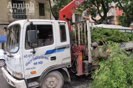 Cây bị chặt là thàn mát chứ không phải cây sưa 