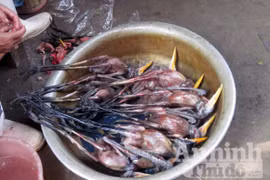 Xót lòng cảnh cả nghìn chim trời bị xẻ thịt mỗi ngày