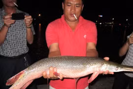 Bắt được con cá có hình dạng kỳ lạ, dài gần 1 mét