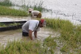 Gần 40 ha lúa hè thu bị nhấn chìm do hồ thủy lợi xả lũ
