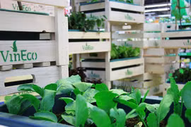 Hệ thống Vinmart chính thức phân phối rau sạch VinEco