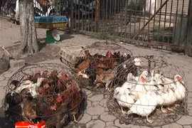 Gà không rõ nguồn gốc tồn dư nhiều kháng sinh độc hại.
